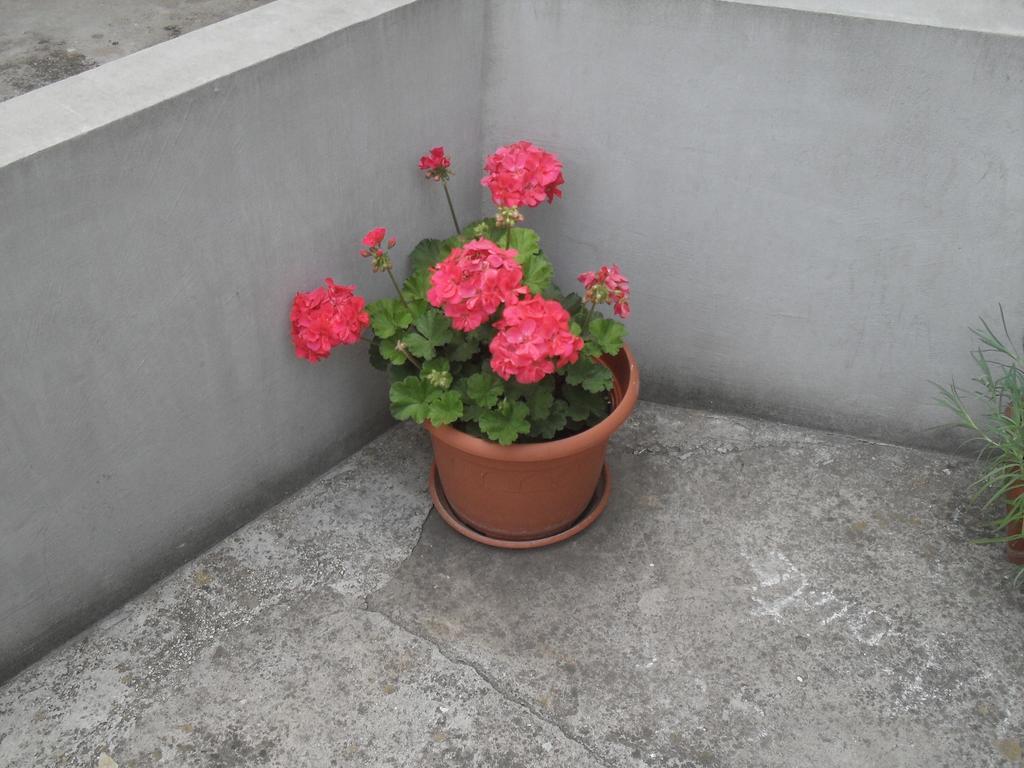 Appartement Maja *